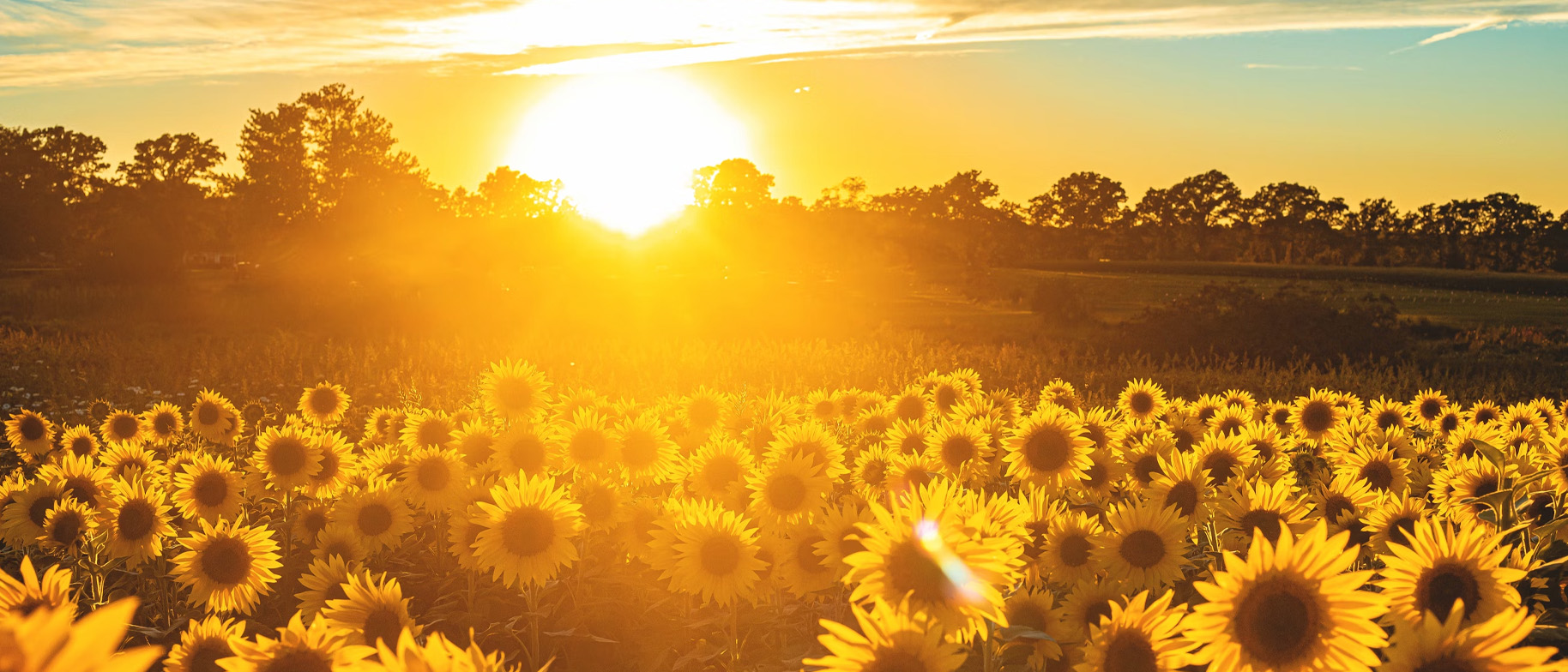 multivitamíny a vitamin D ze slunce